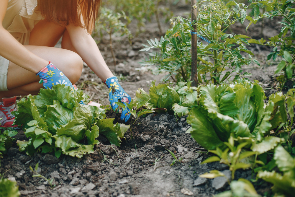Comment Préparer son Potager au Printemps